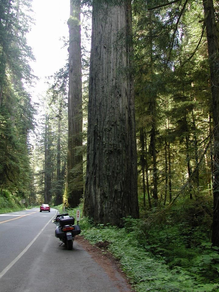 Another big tree on US101, northern CA