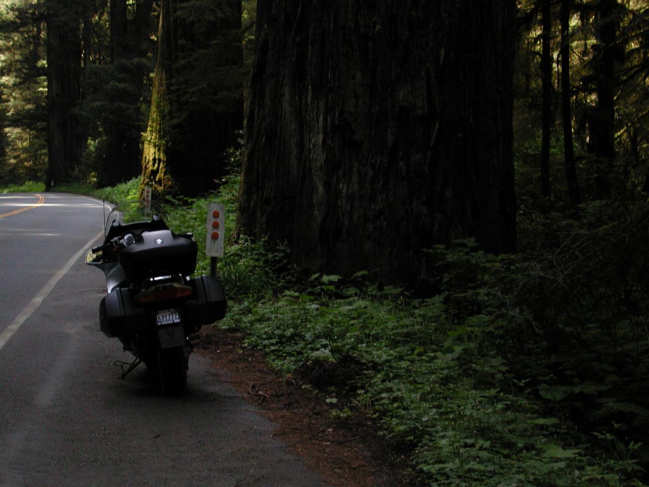 Another big tree on US101, northern CA