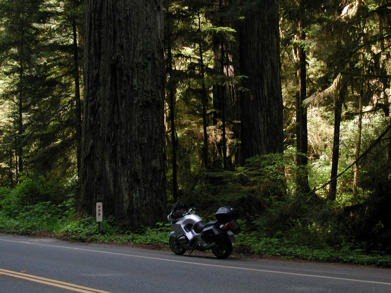 Another big tree on US101, northern CA