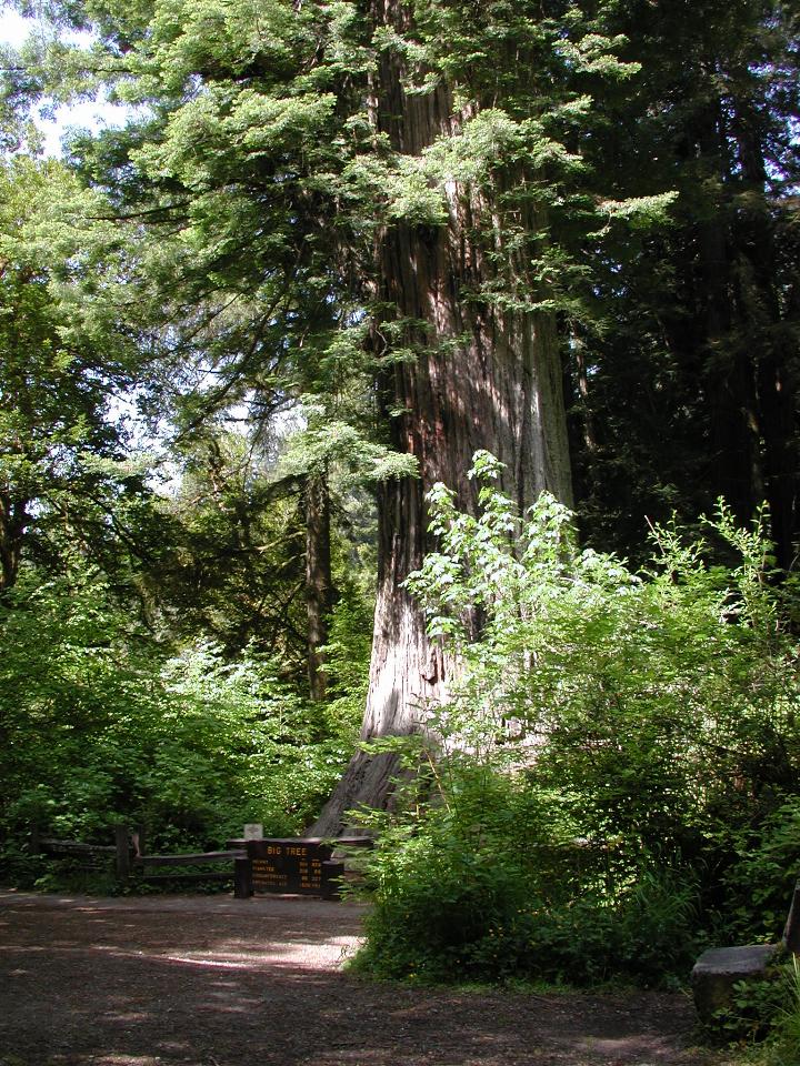 Big Tree, US101, northern California