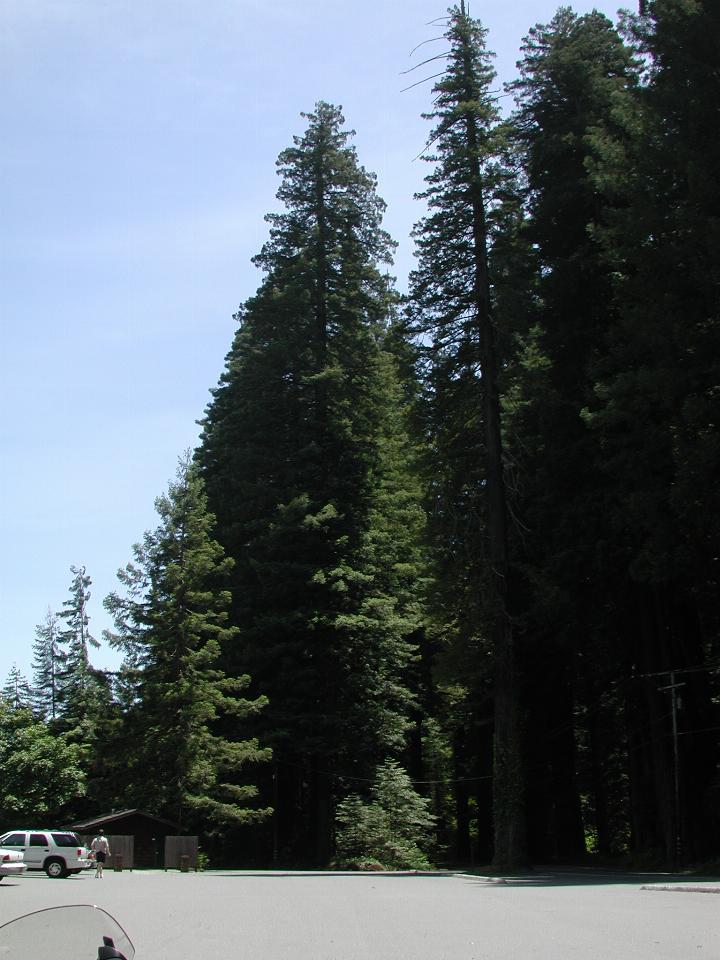 Scale of redwoods at \