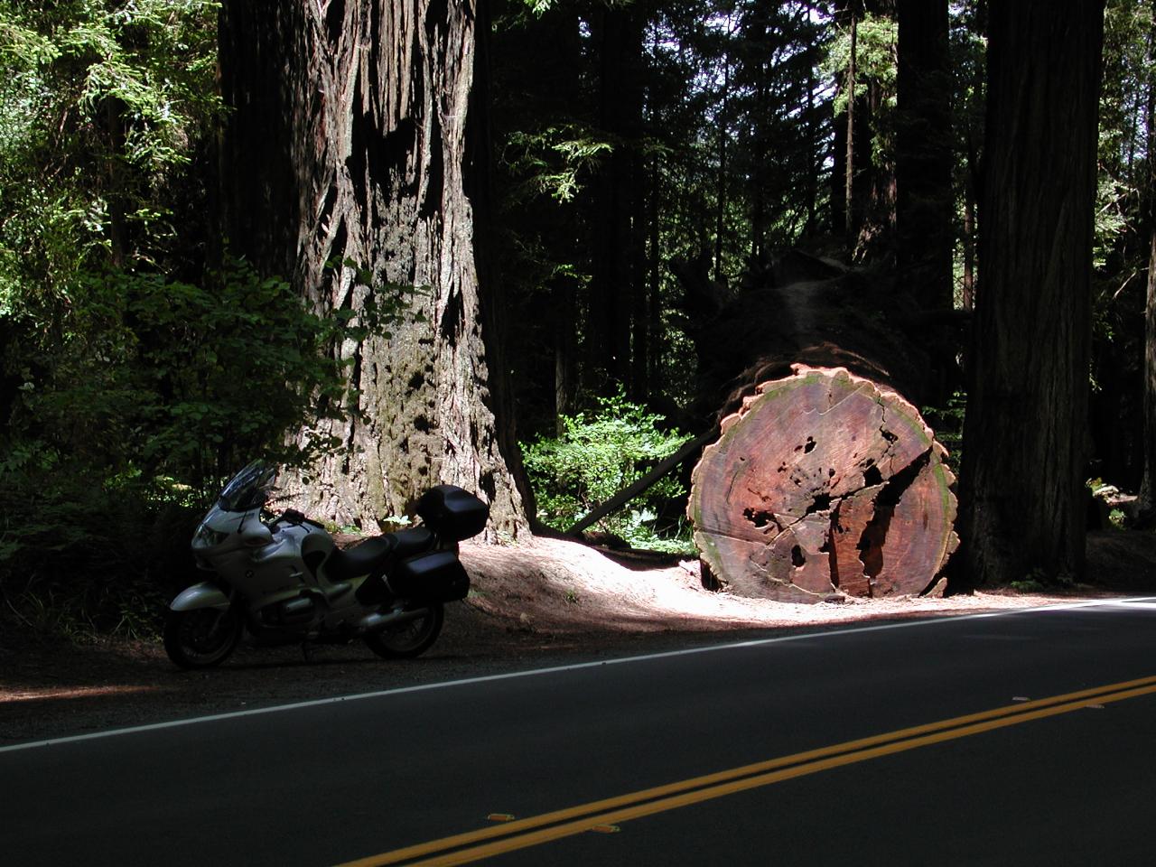 Cut trunk of a fallen redwood for size comparison with \