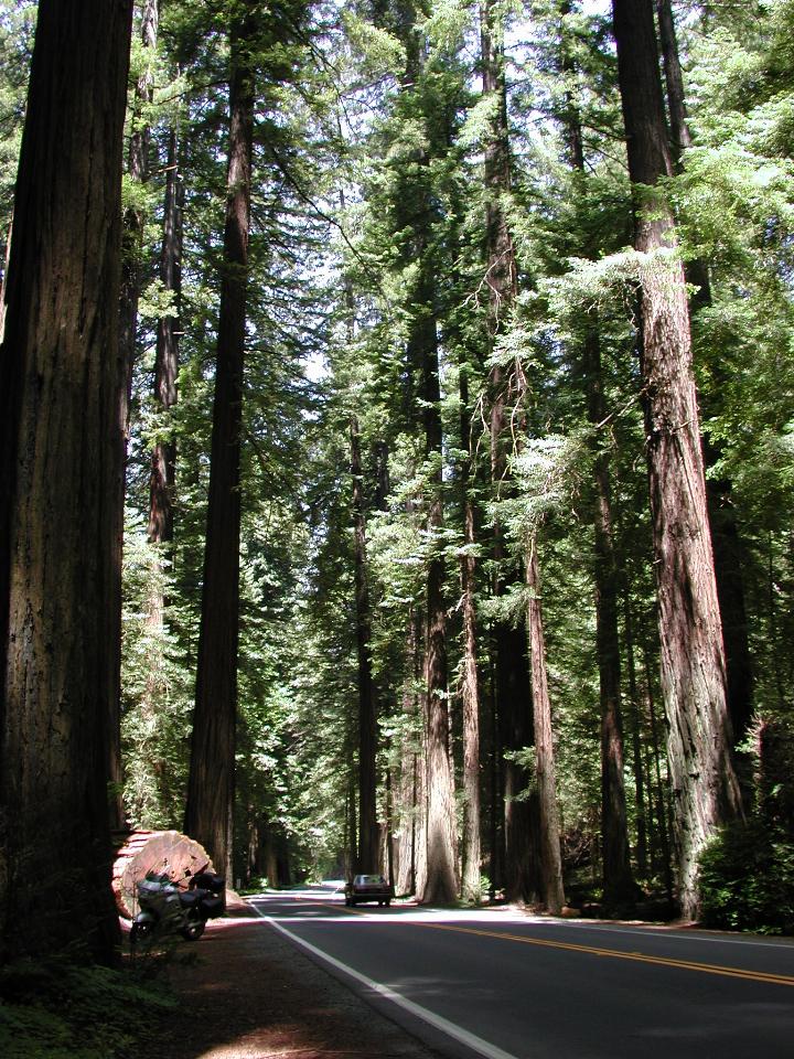 Cut trunk of a fallen redwood for size comparison with \