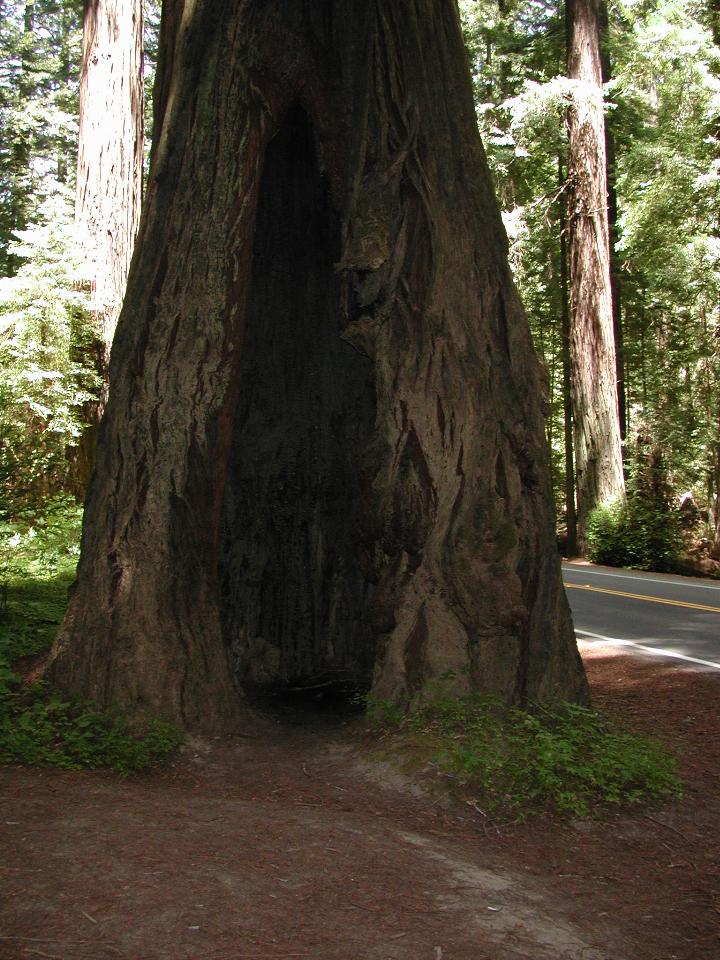 Empty, but still living redwood, \