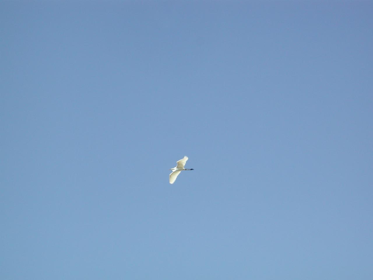 Not sure what sort of bird this is, at Baylands, Palo Alto