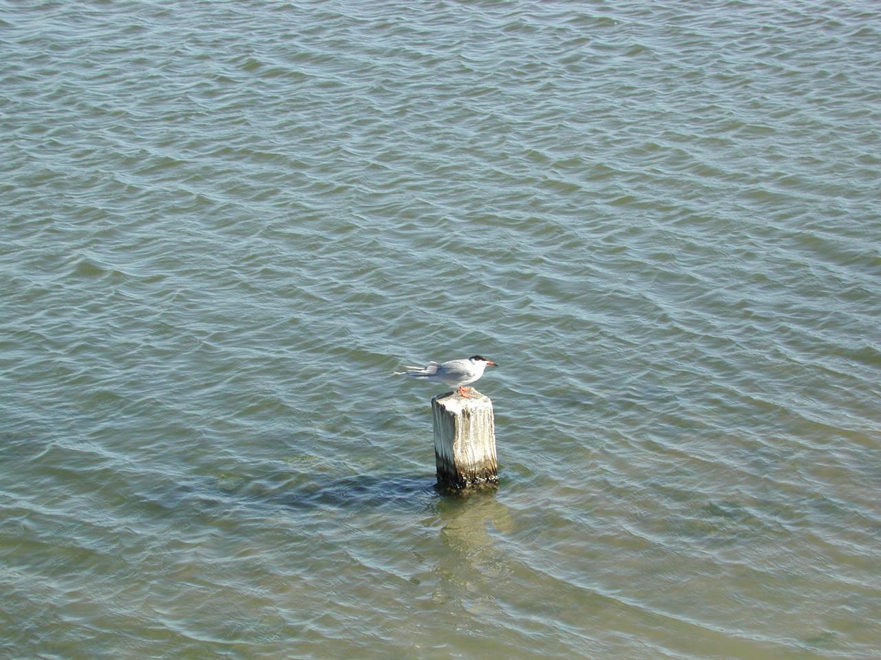 A bird claiming its landing position at Baylands