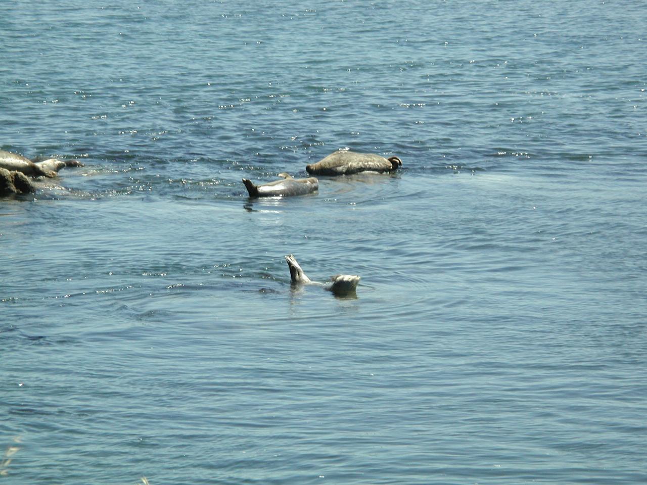 Sea lions in Monterey Bay, near the walking trail to breakwater