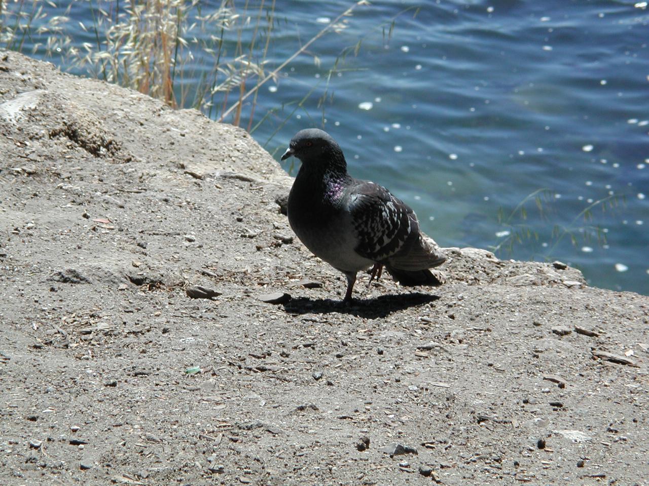 A pidgeon at the location for the previous photos - very tame