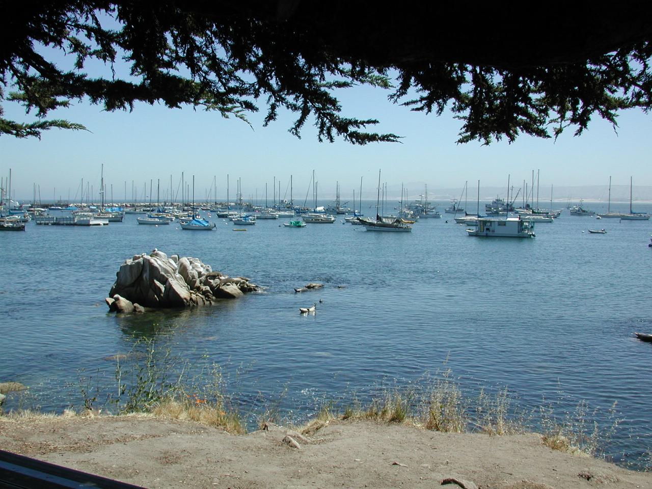 Wider angle view of sea lions and Monterey Bay, looking roughly north