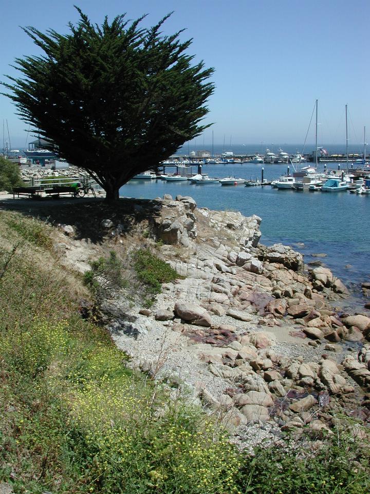 Tree and rocks, plus boats in Monterey Bay