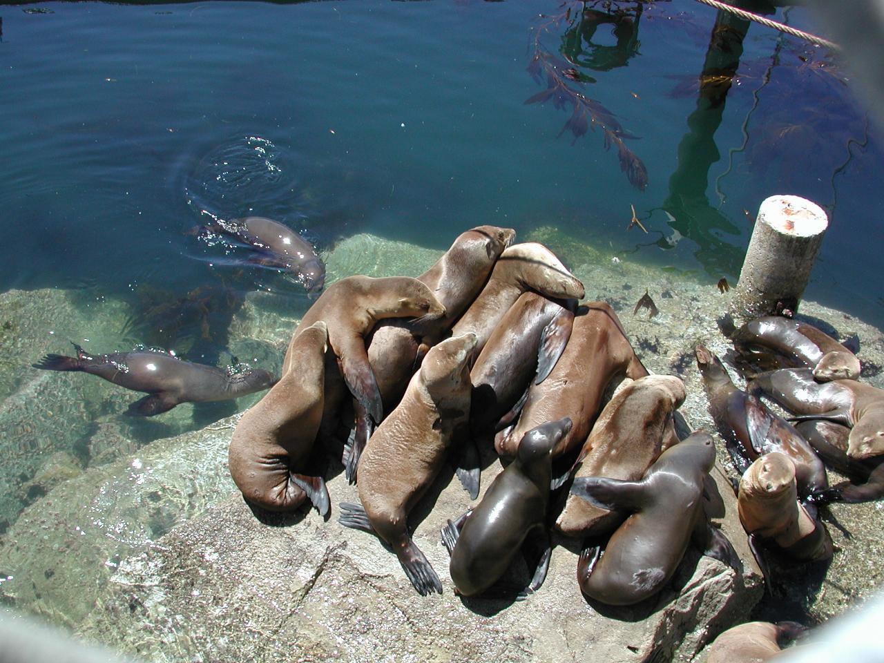 Sea lions crowding for space on Monterey breakwater