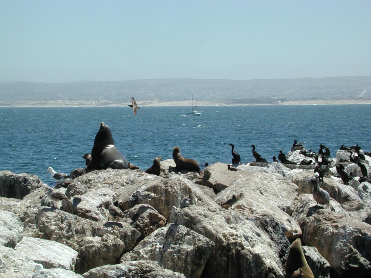 Sea lions and other critters on Monterey breakwater, looking north