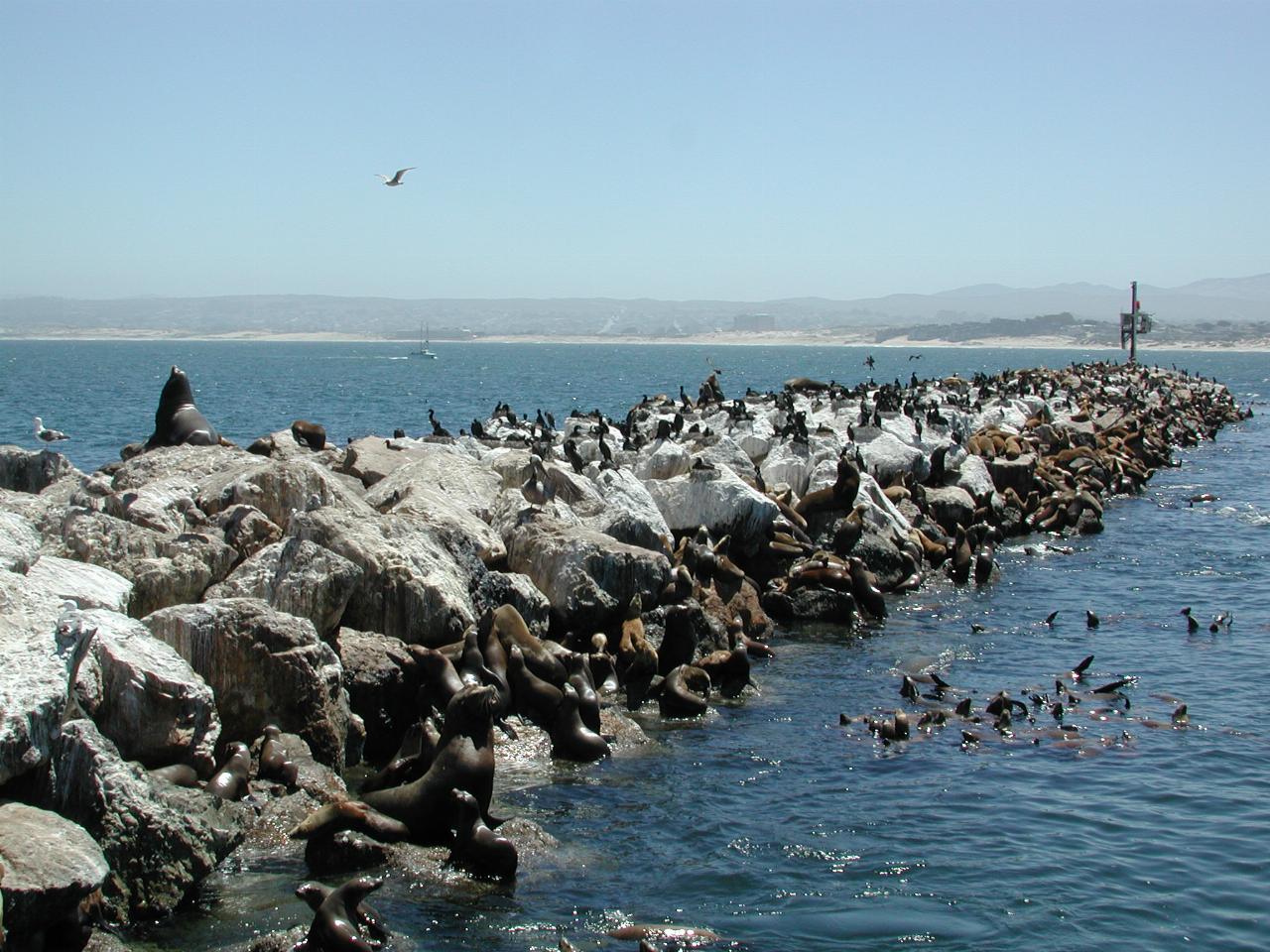 Sea lions and other critters on Monterey breakwater, looking north