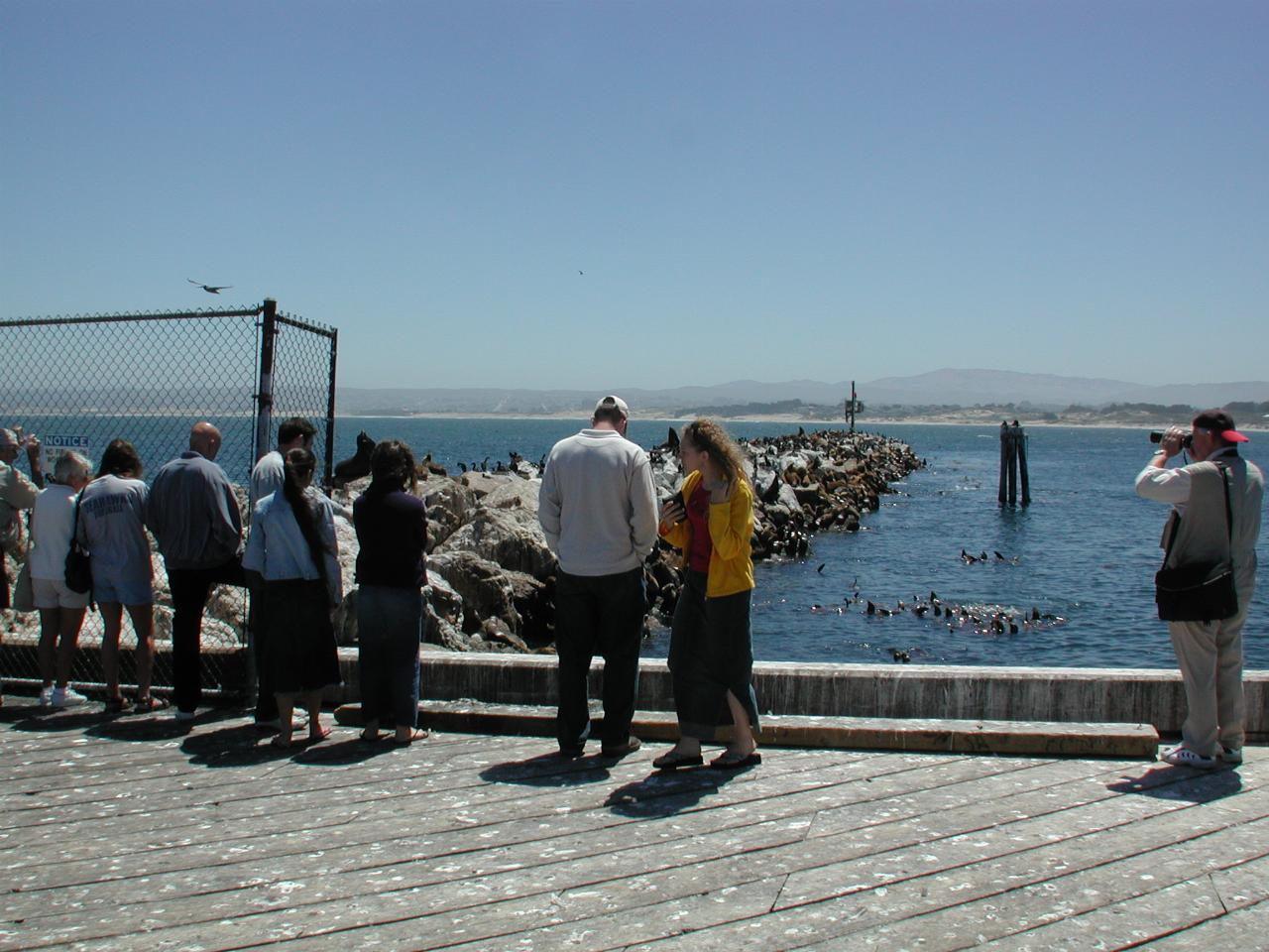 Human spectators watching the wildlife on Monterey breakwater