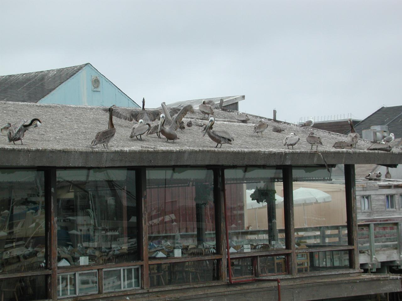 Pelicans and other birds on resataurant roof at Monterey Wharf