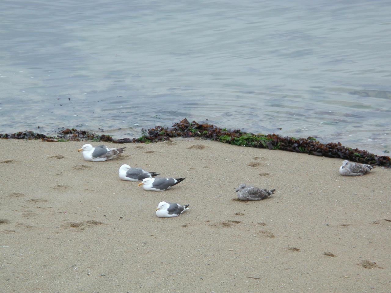 Resting seagulls on beach behind Monterey Wharf