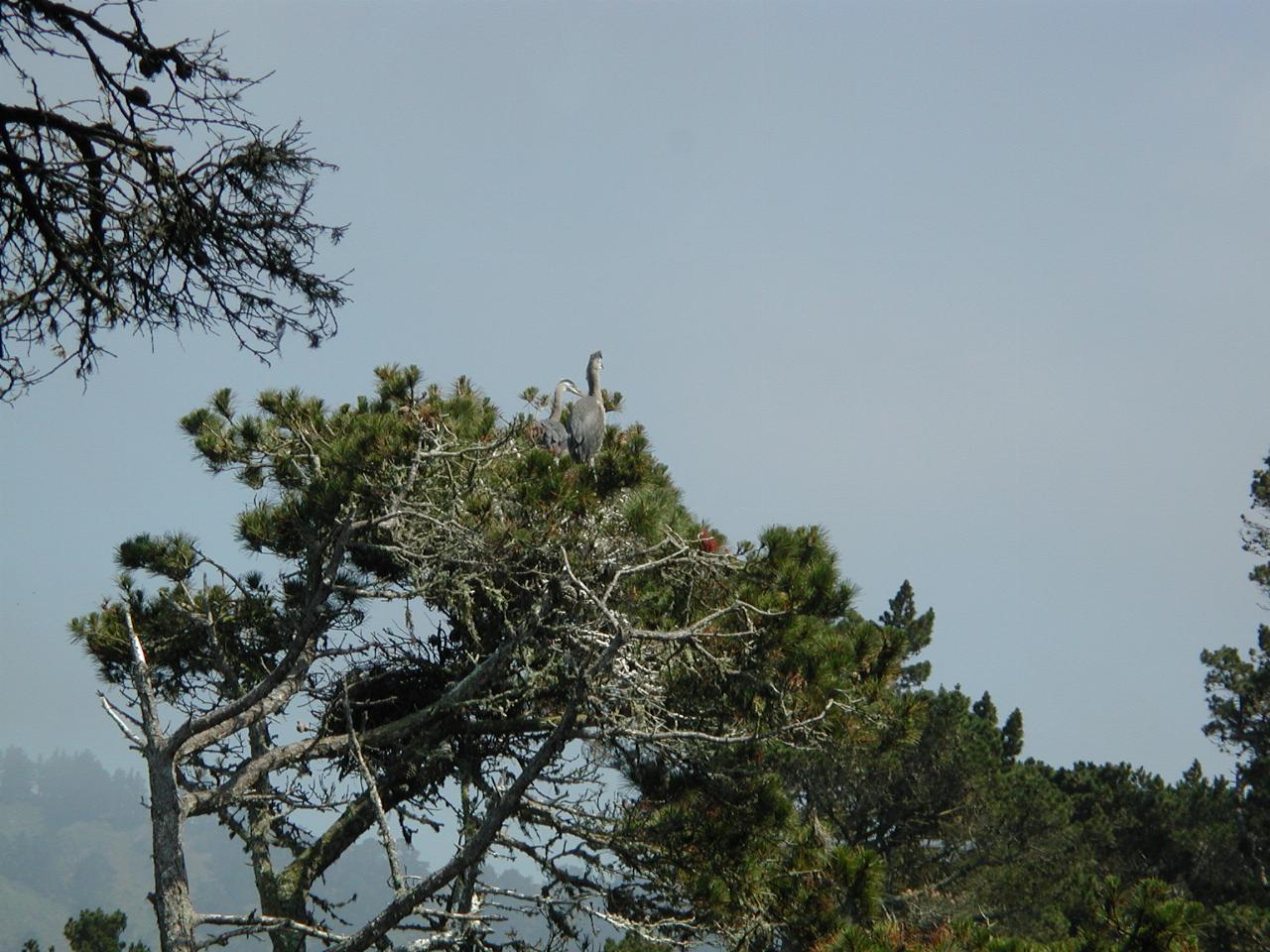 Point Lobos Park, just south of Carmel