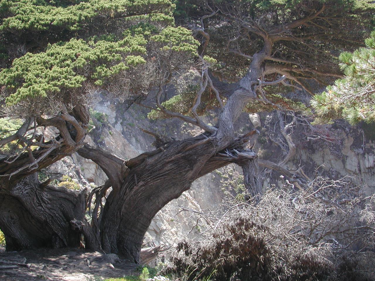 Old Veteran tree