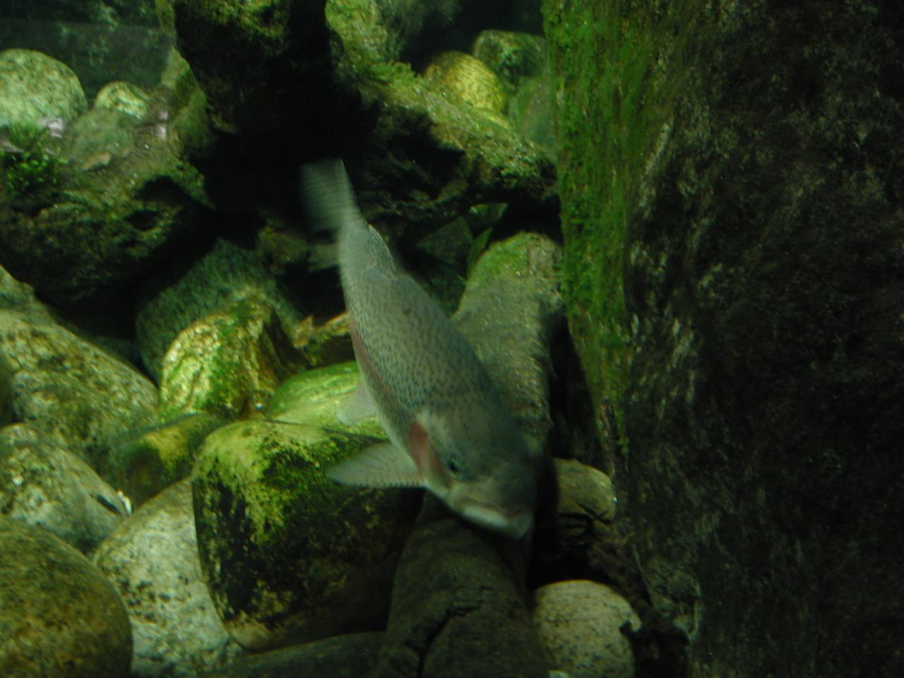 Exhibits at the Monterey Bay Aquarium - Usenix reception