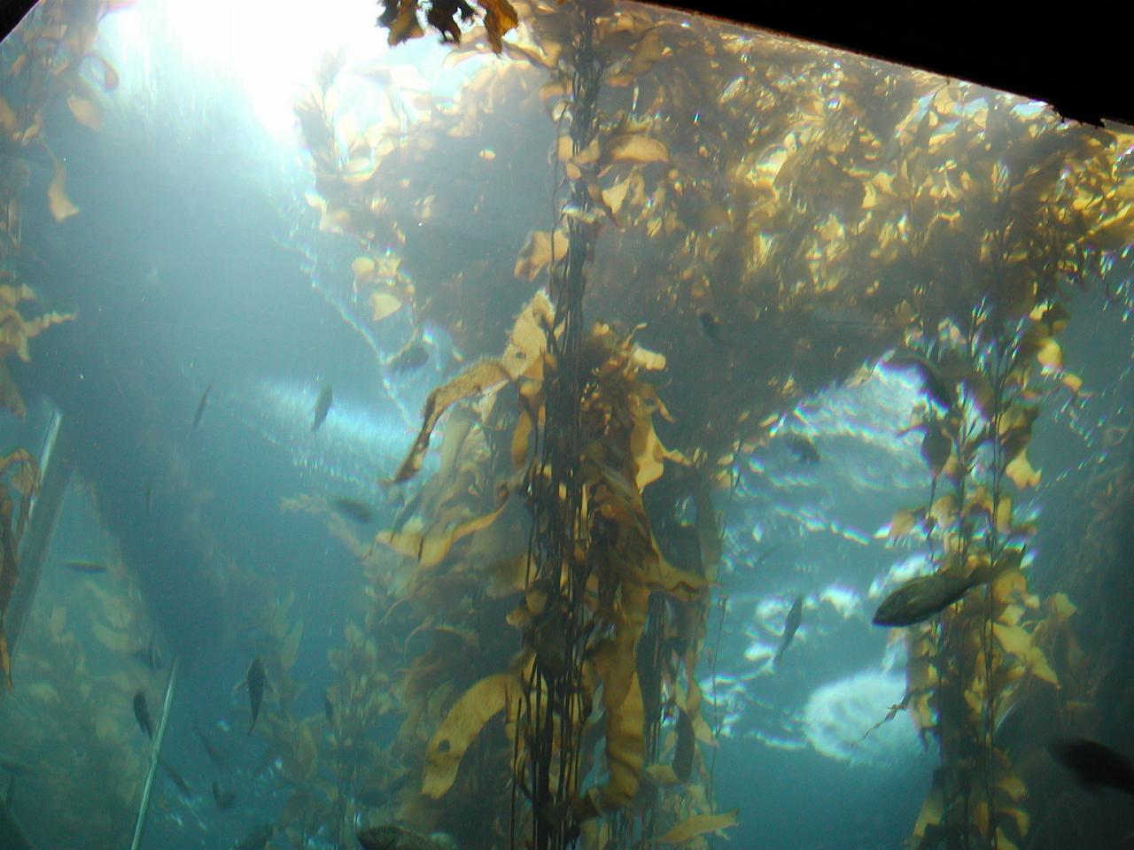 Big tank - with kelp - at Monterey Bay Aquarium