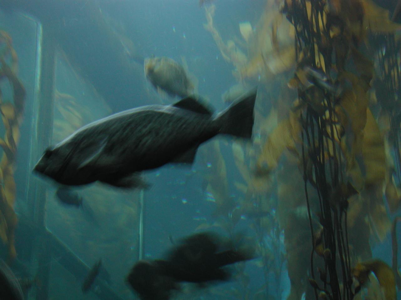 Big tank - with kelp - at Monterey Bay Aquarium