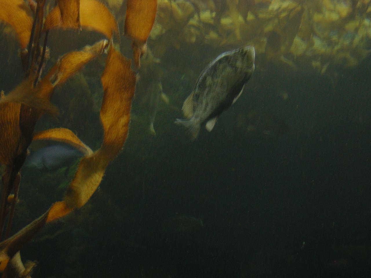 Big tank - with kelp - at Monterey Bay Aquarium