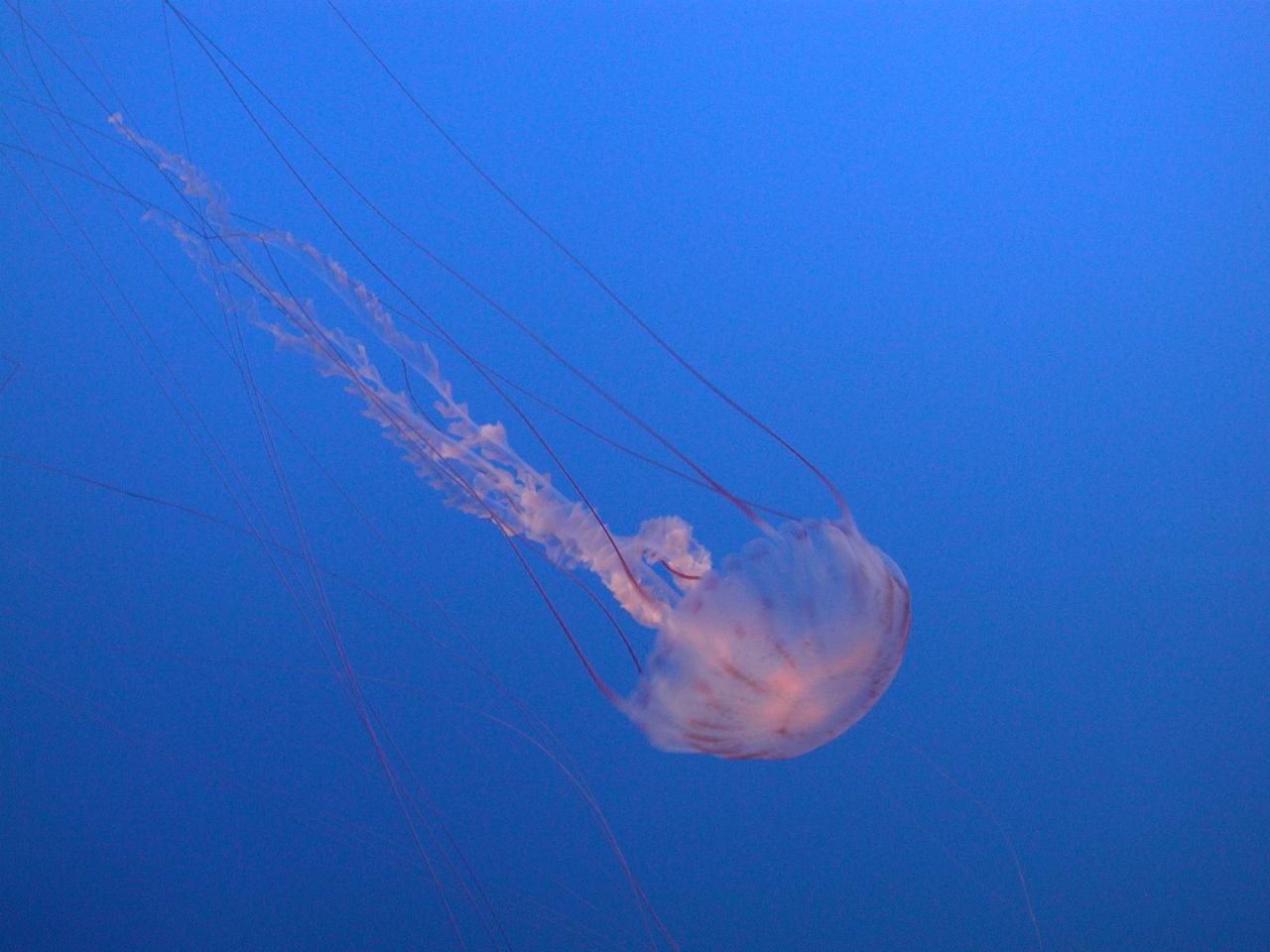 Jellyfish exhibits at Monterey Bay Aquarium