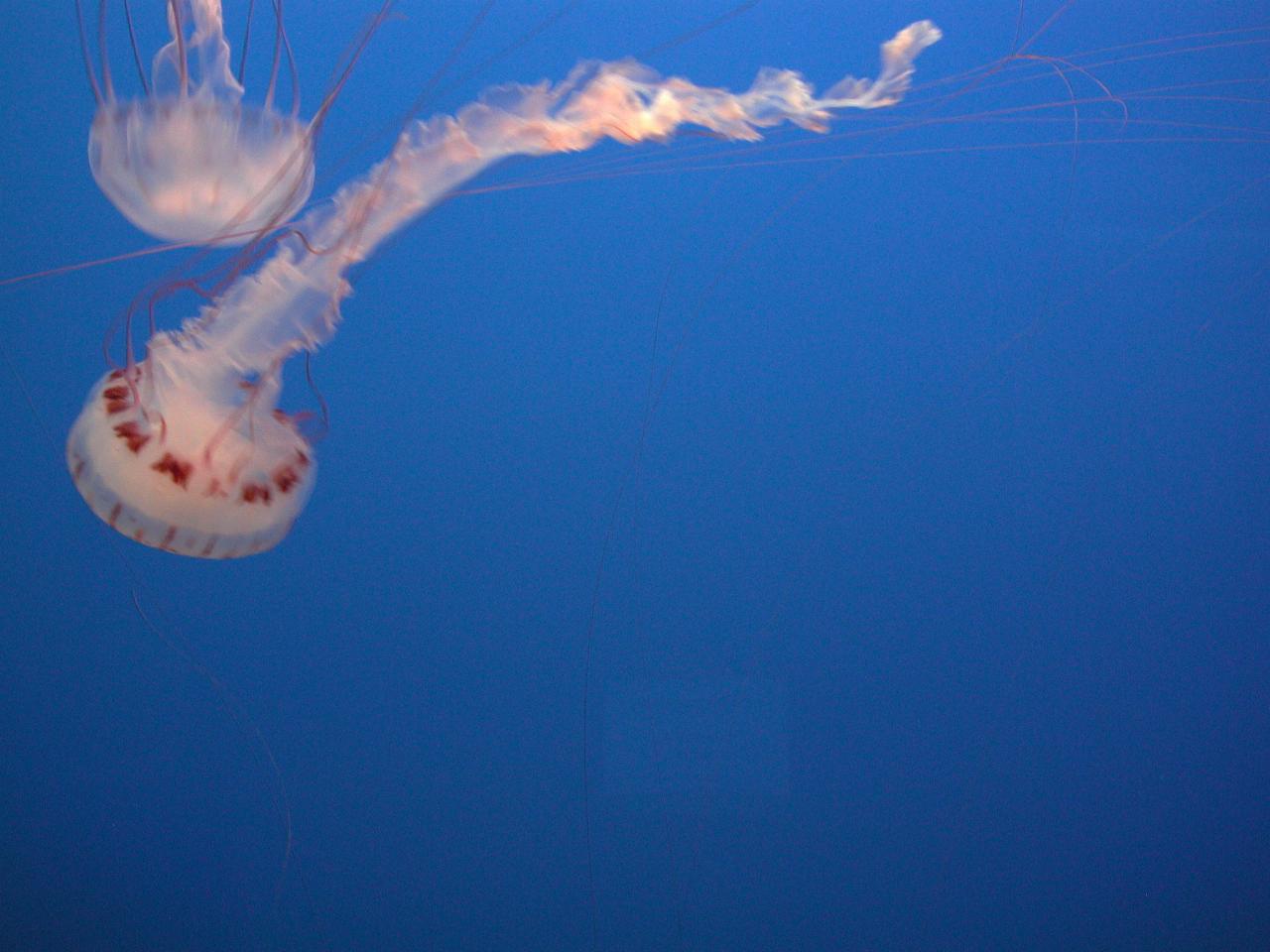 Jellyfish exhibits at Monterey Bay Aquarium