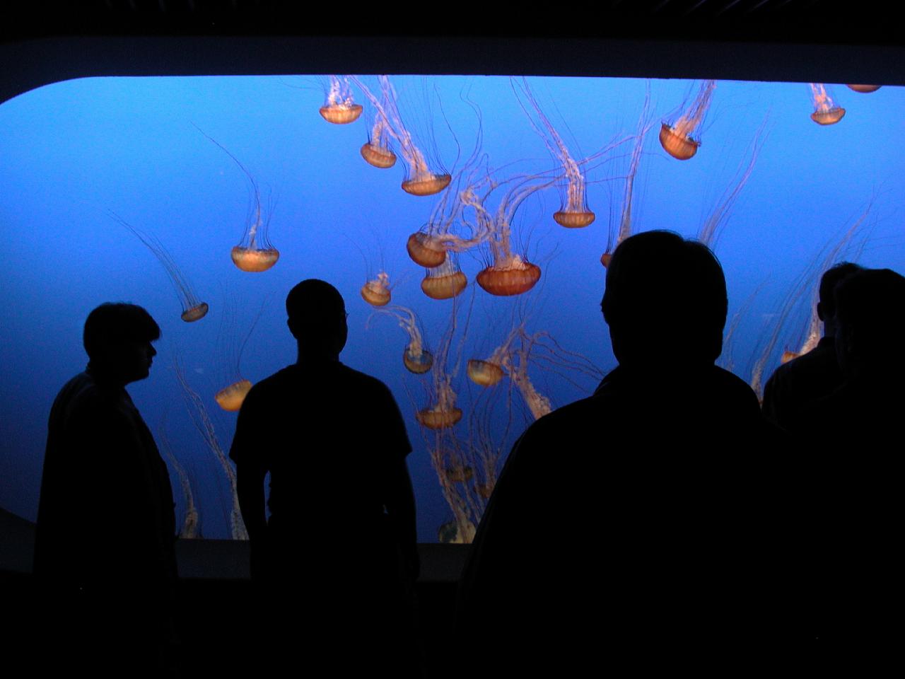 Jellyfish exhibits at Monterey Bay Aquarium