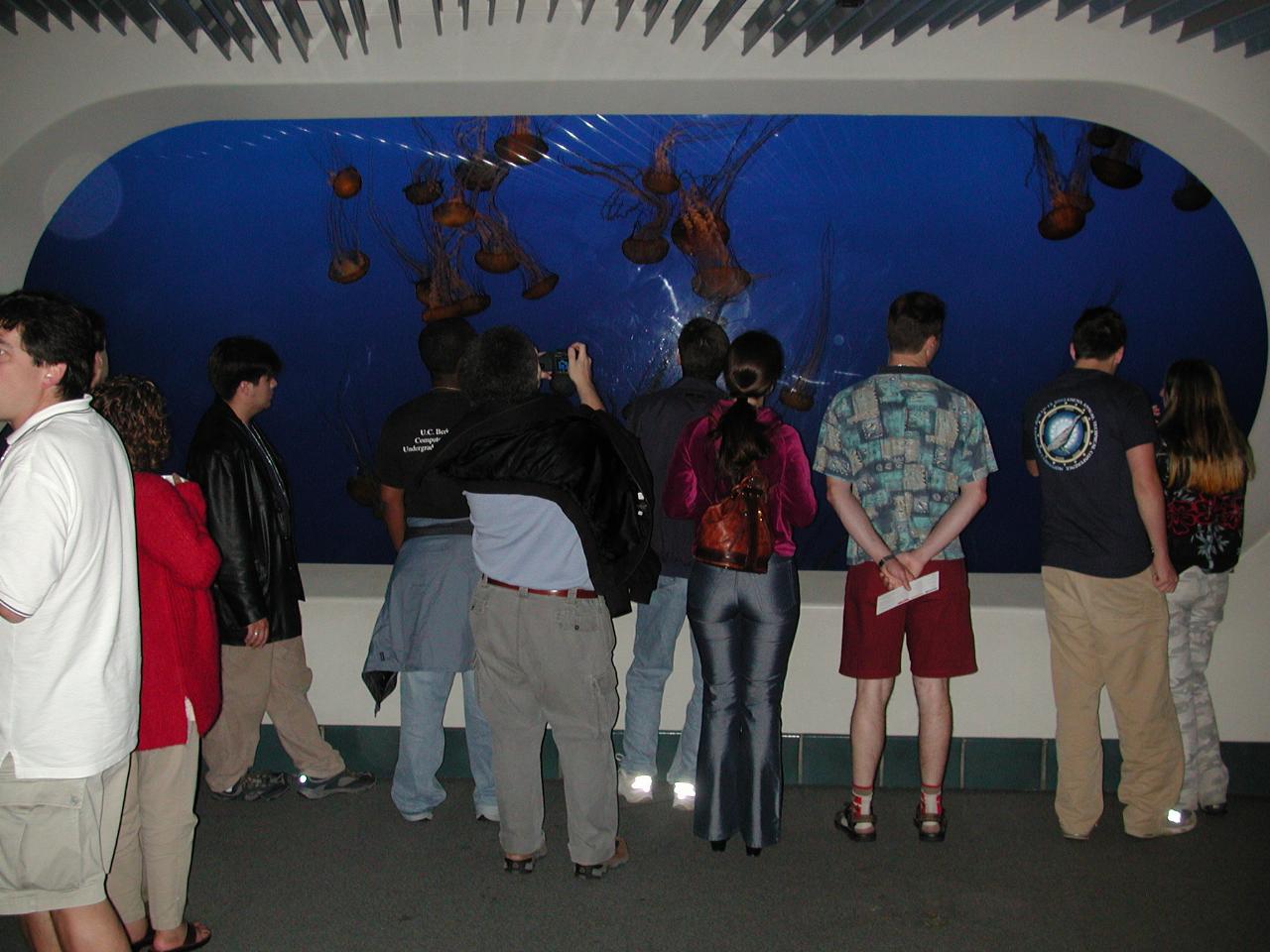 Jellyfish exhibits at Monterey Bay Aquarium