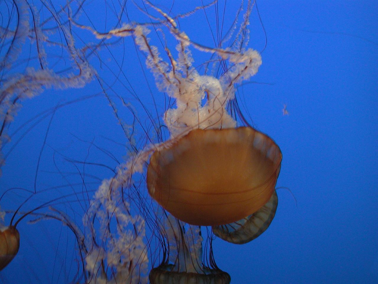 Jellyfish exhibits at Monterey Bay Aquarium