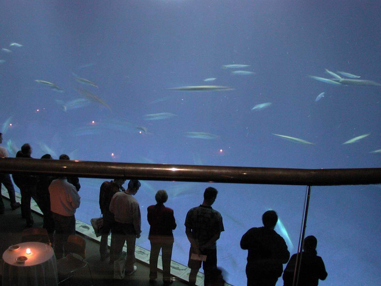 New, big tank exhibit at Monterey Bay Aquarium