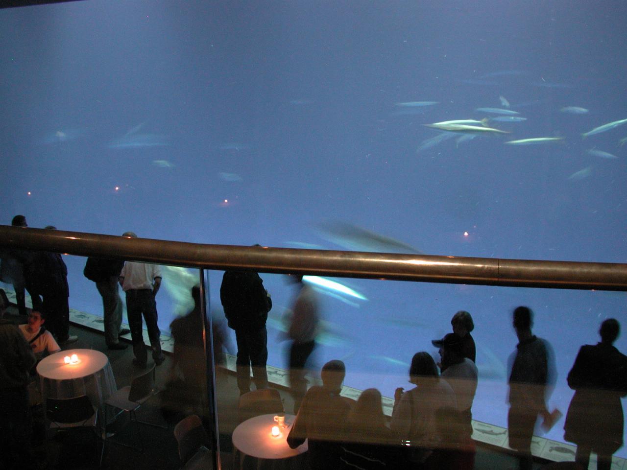 New, big tank exhibit at Monterey Bay Aquarium