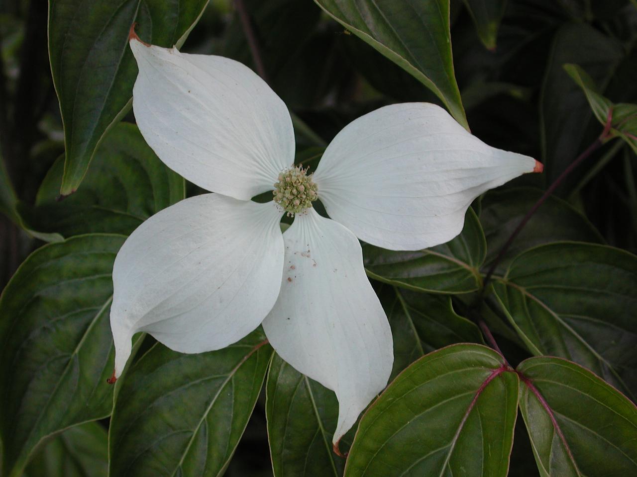 Korean Dogwood blooms in my back yard