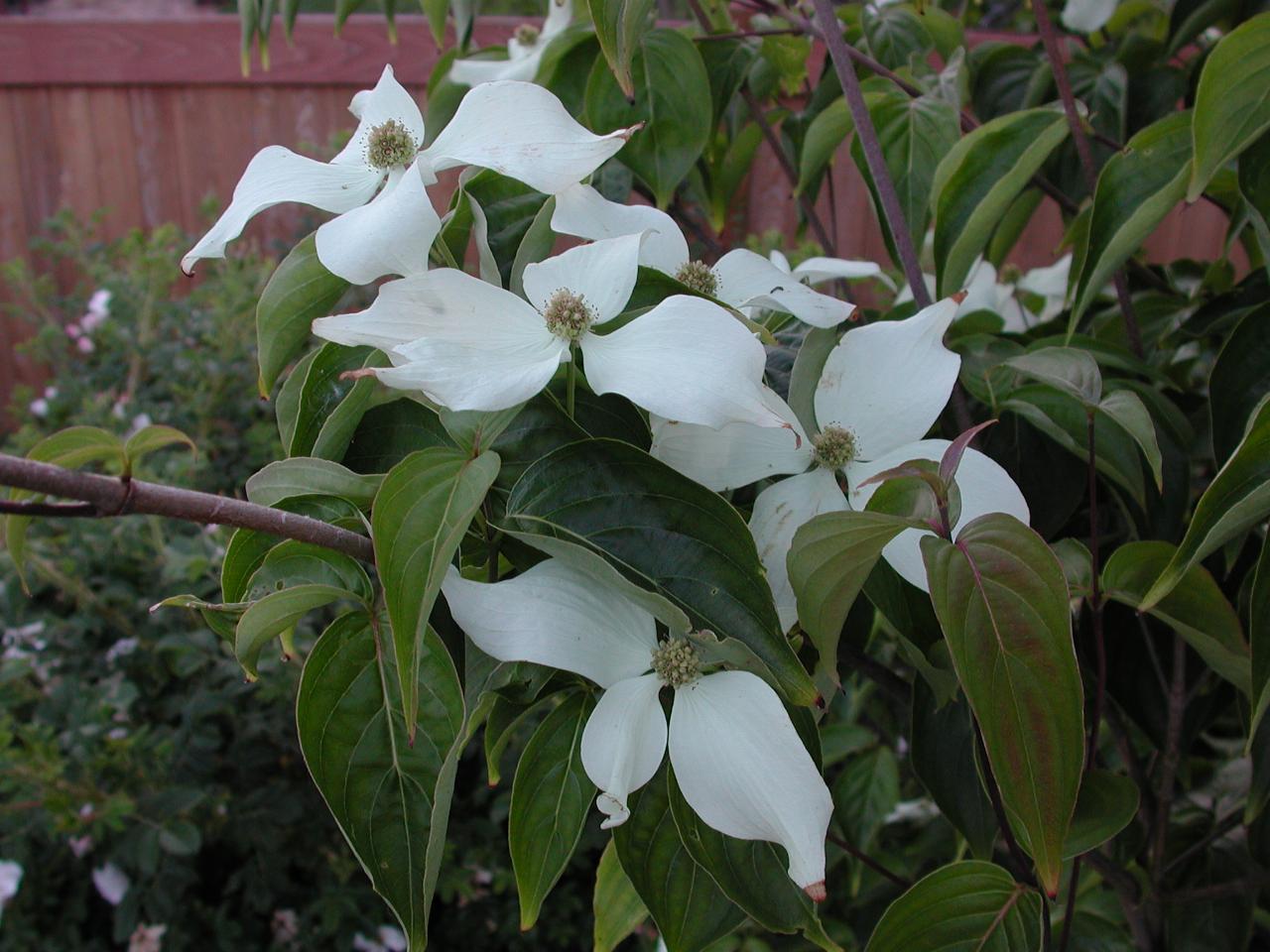 Korean Dogwood blooms in my back yard