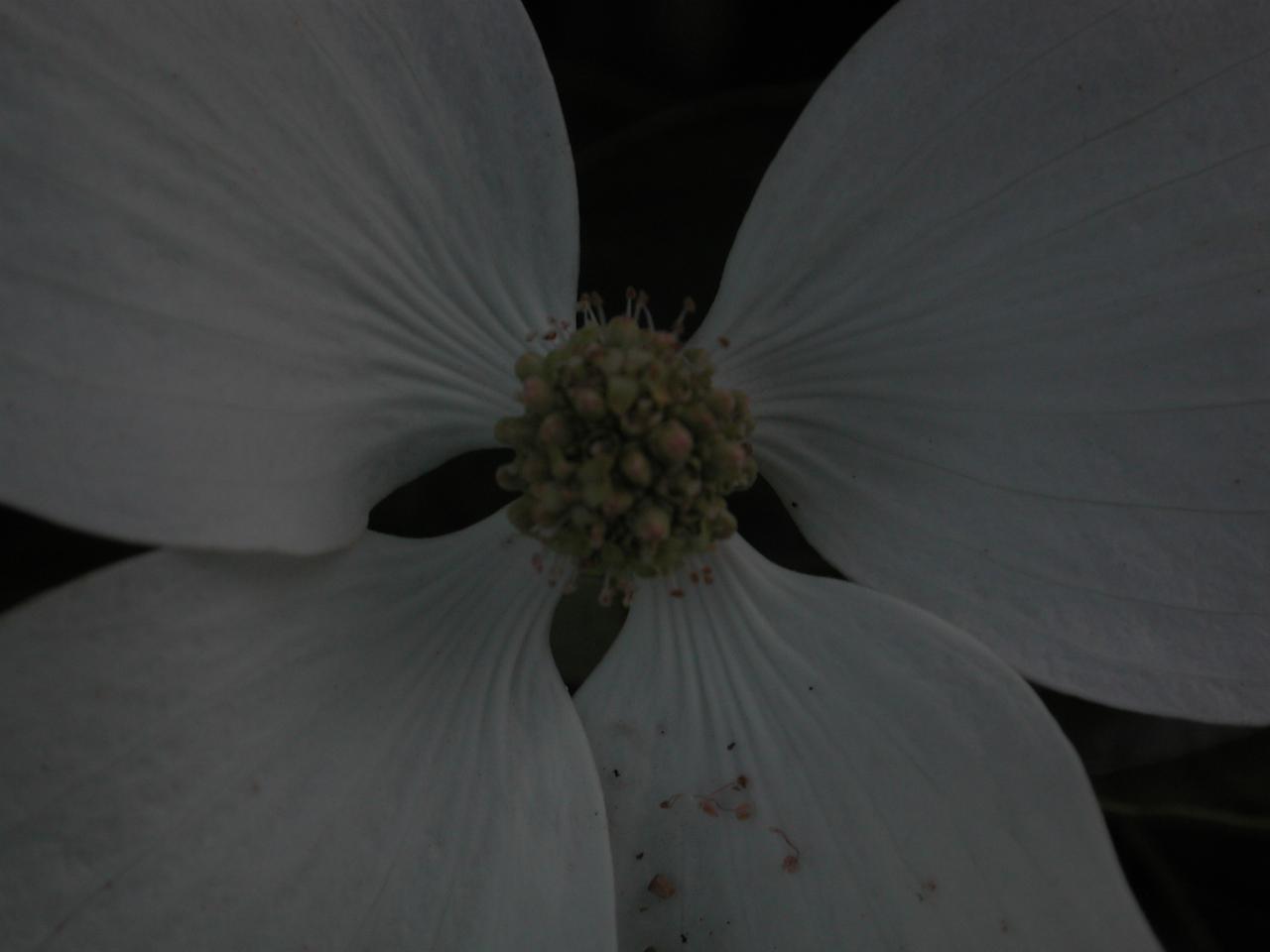 Korean Dogwood blooms in my back yard