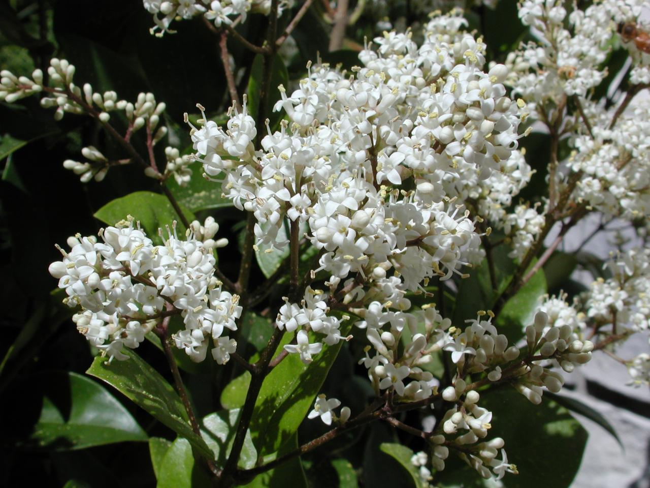 The Russian Laurel (west side) finally flowers - it's supposed to flower in Spring