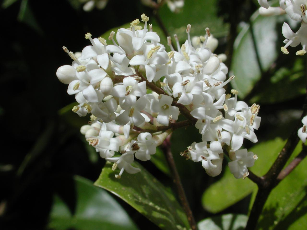 The Russian Laurel (west side) finally flowers - it's supposed to flower in Spring