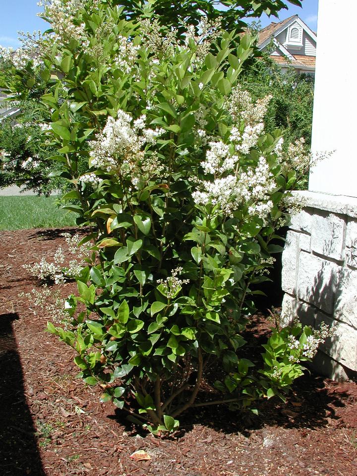 The Russian Laurel (west side) finally flowers - it's supposed to flower in Spring