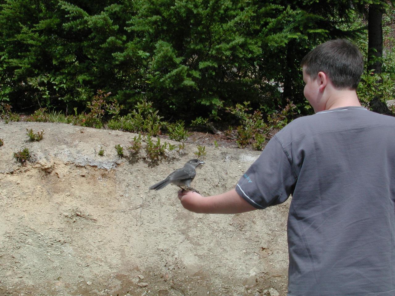 Tame birds at Washington Pass Overlook