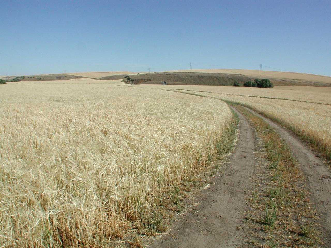 Wheat fields on the Wawawai Road, between Colton and Pullman, WA