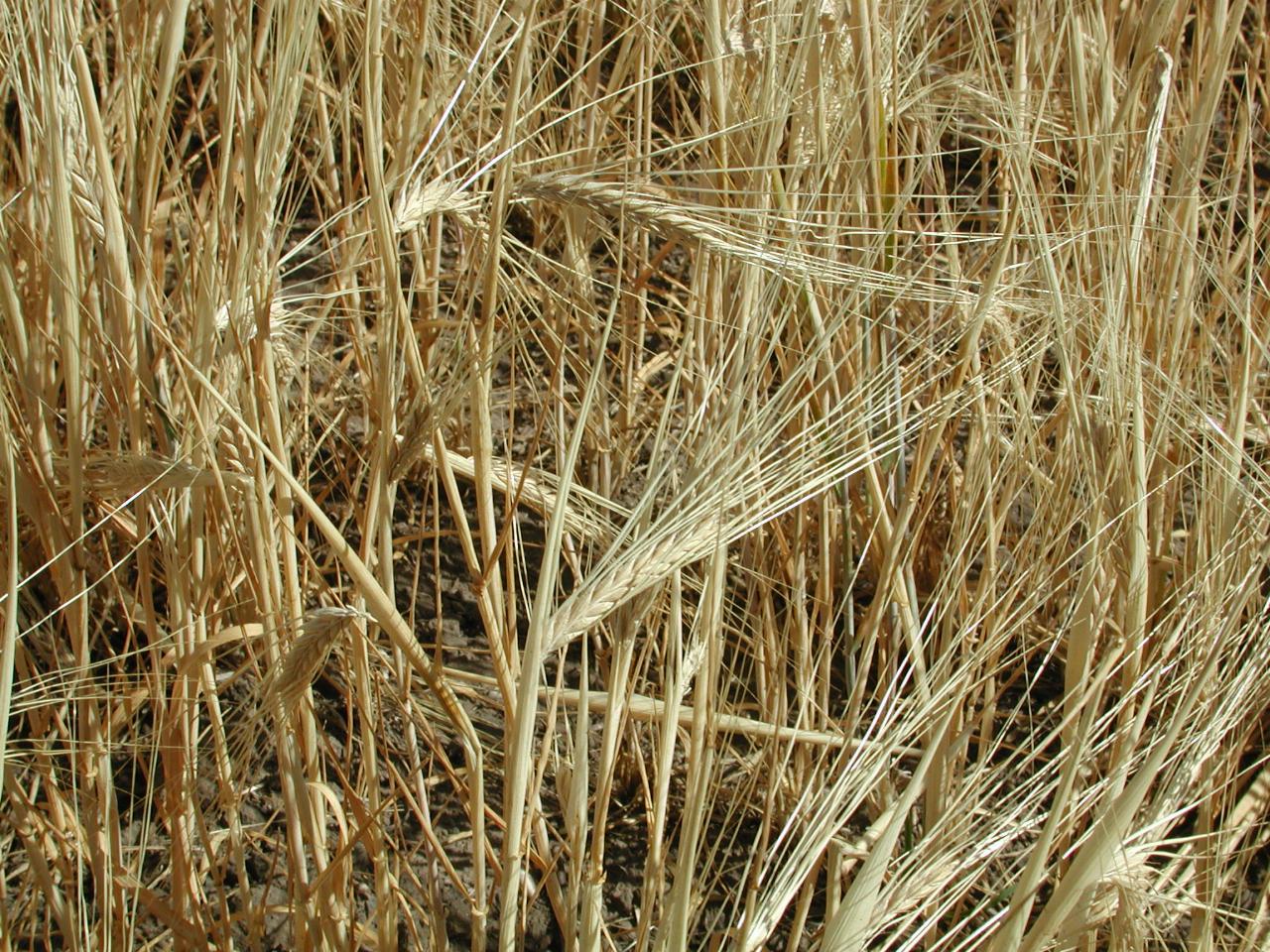 Wheat fields on the Wawawai Road, between Colton and Pullman, WA