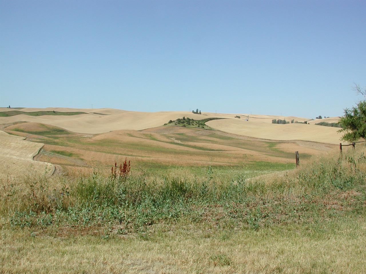 Wheat fields as seen looking south from Colton, WA