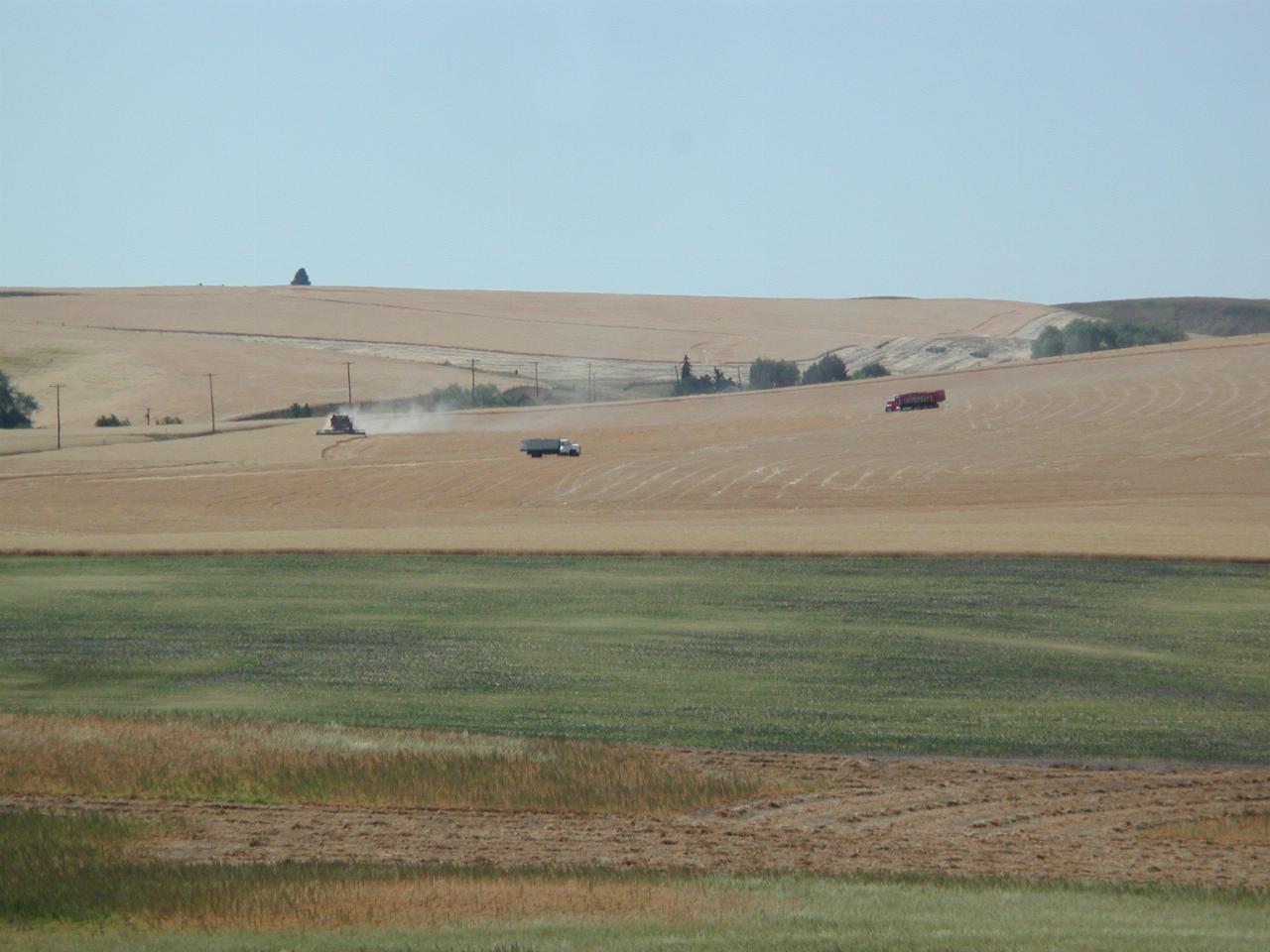 Wheat fields as seen looking south from Colton, WA