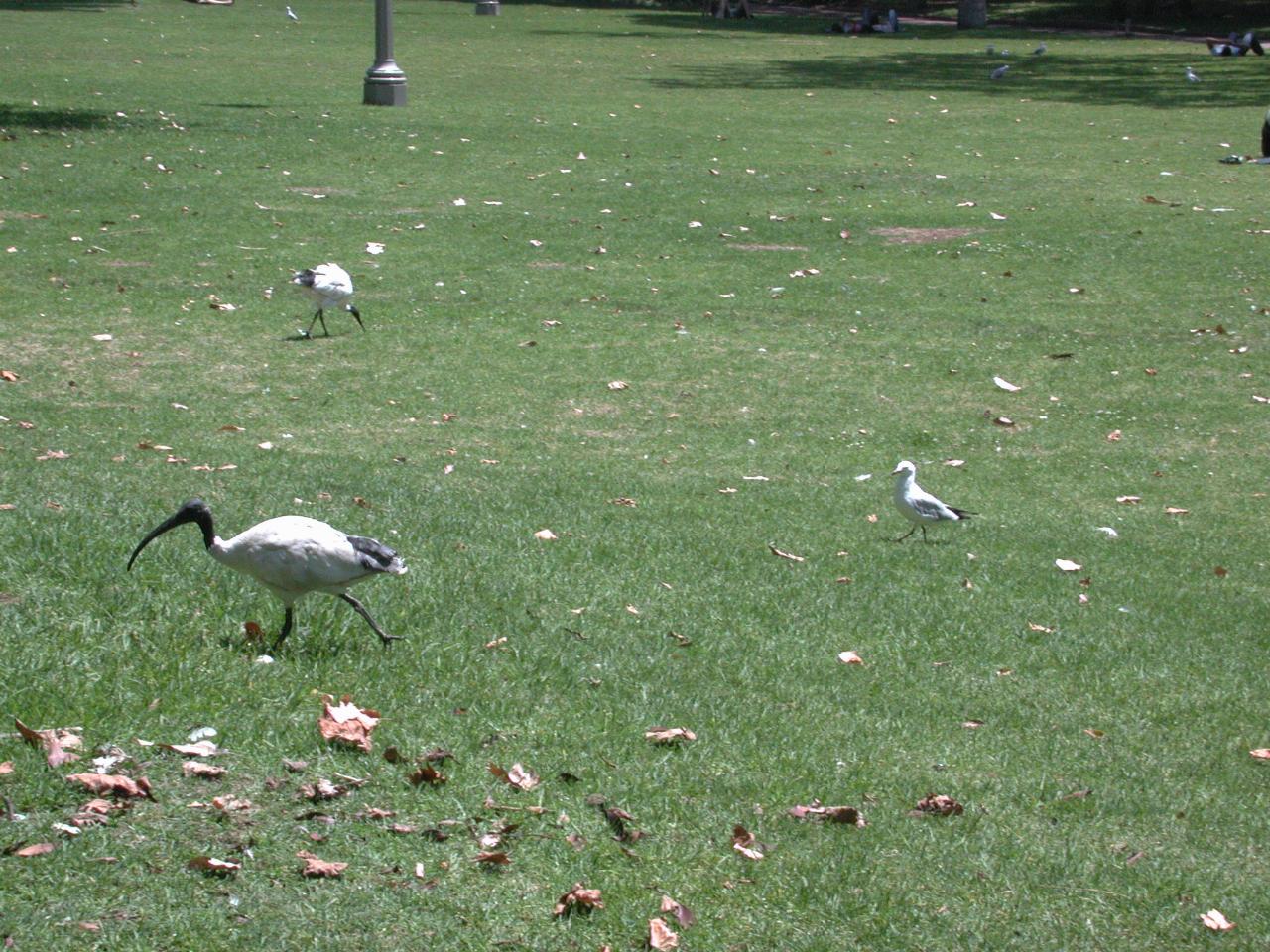 Ibis and sea gull in Hyde Park