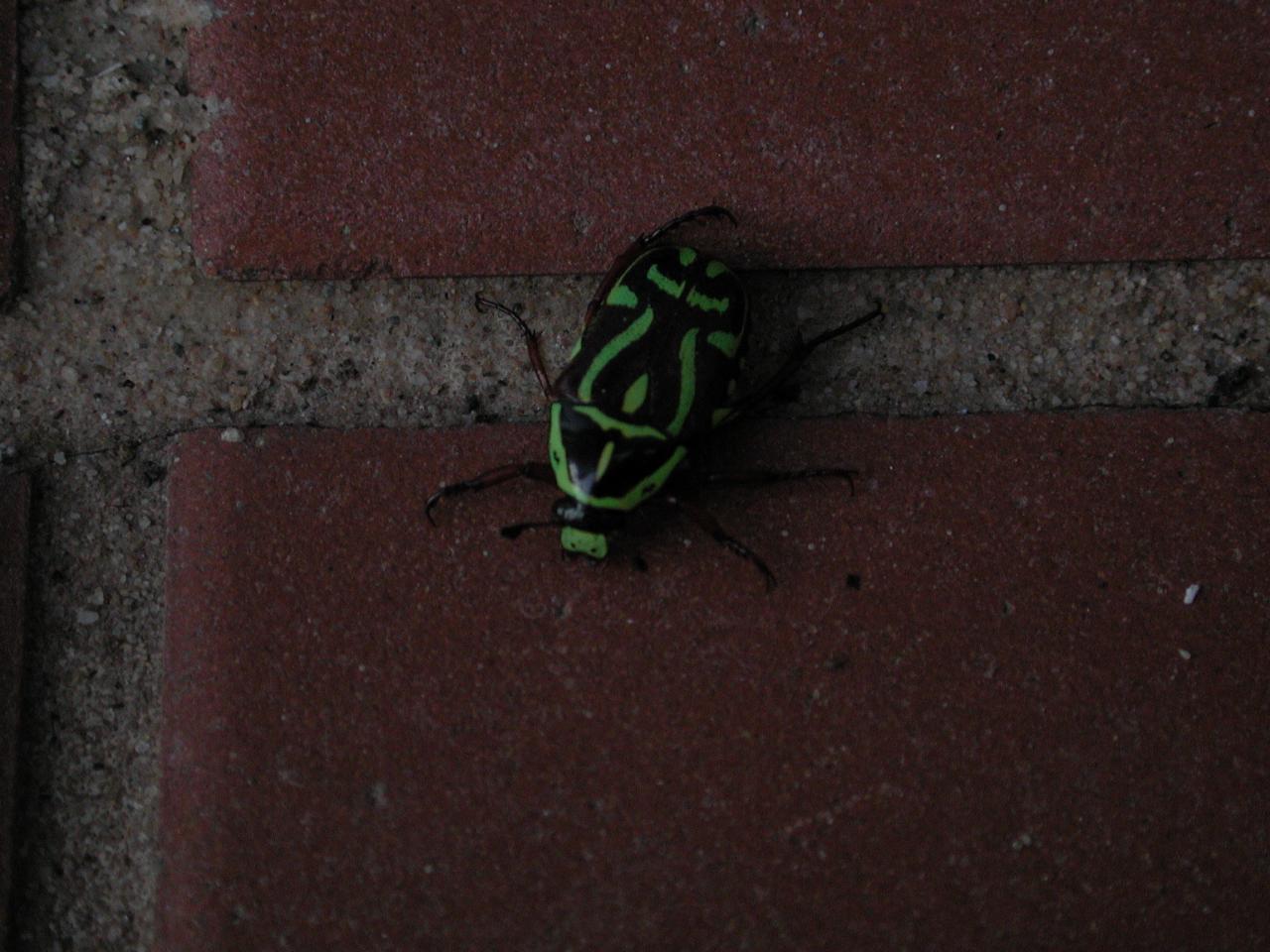 An interestingly patterned beetle on Peter's deck at Illawong