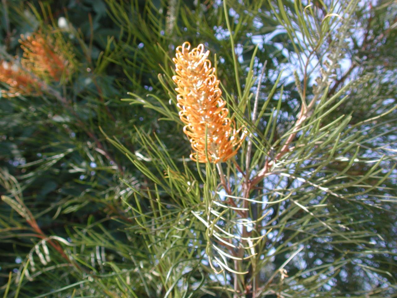 Banksia in Peter's back yard