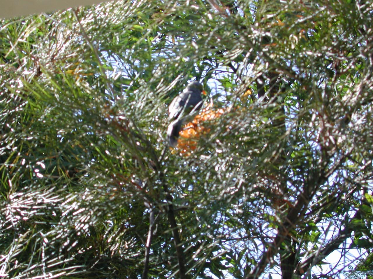 Bird feeding on banksia flower