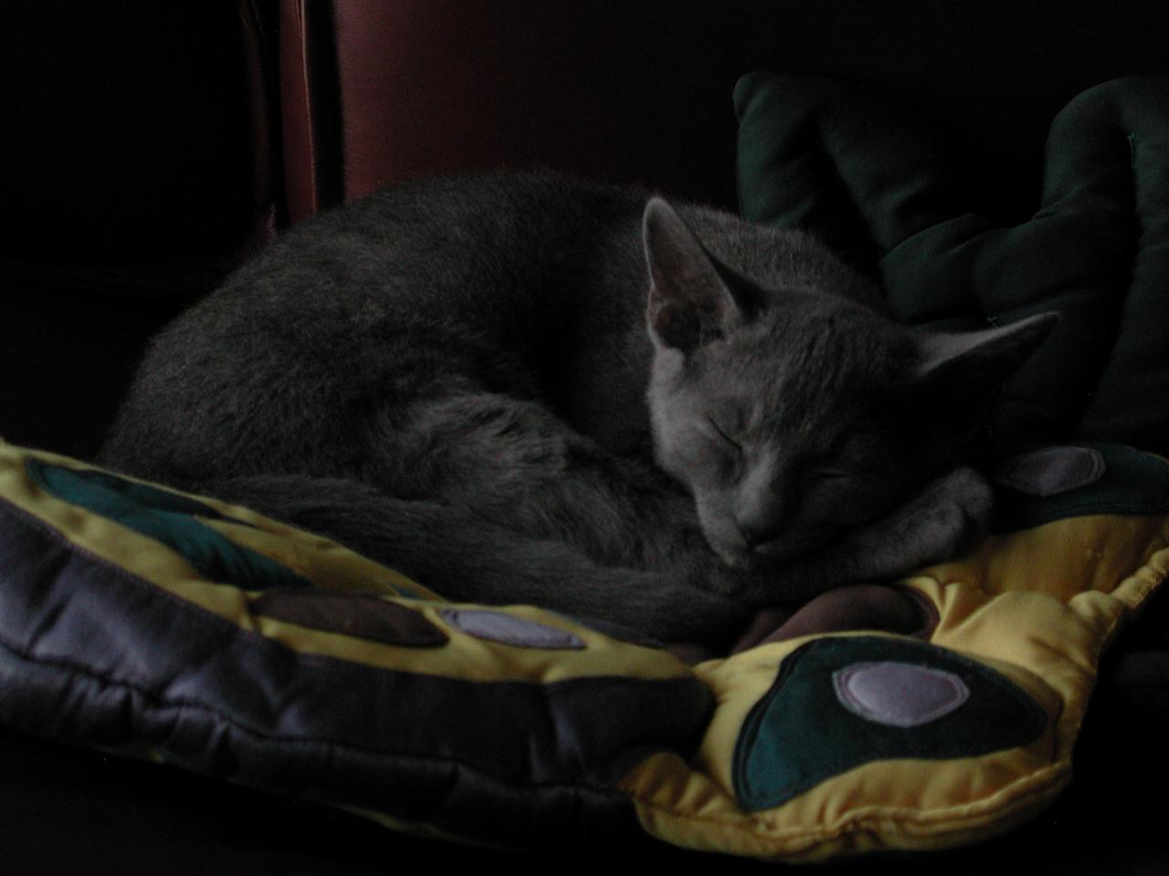 Ingo snoozing away on the sofa