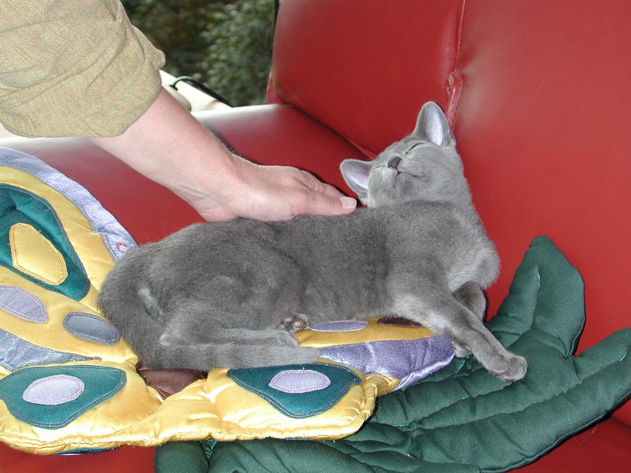 Ingo snoozing away on the sofa with some TLC from Nancy Jacobs